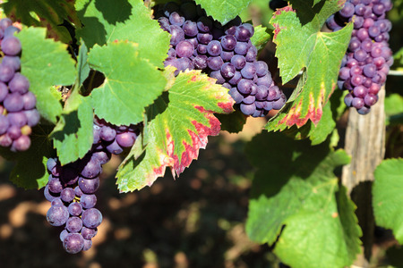 Red wine grapes growing in a vineyard in the Burgundy region of Franceの写真素材