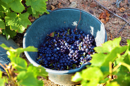 Collecting grapes into bucket at vineyardの写真素材