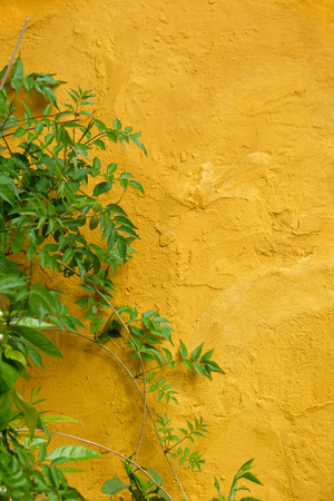 Green leaves decorating on yellow wall in the old town of Marbellaの写真素材