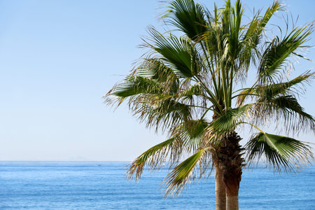 Palm Tree on the beachの写真素材