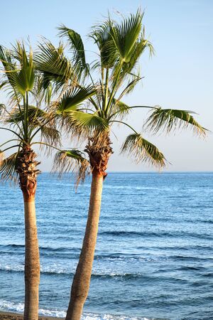 Palm Tree on the beachの写真素材