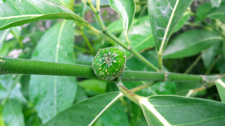a fruit of a green tree