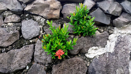 small plant growing in the rocksの写真素材