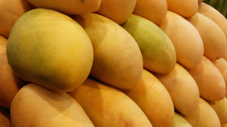 very beautiful and fresh ripe mangoの写真素材