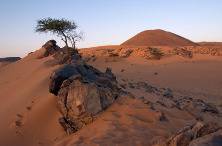 Stones and Acacia in the Desert on an Eveningの写真素材
