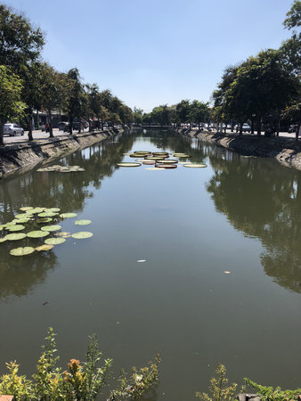 Victoria waterlily at city wall, Northern Thailand.の写真素材