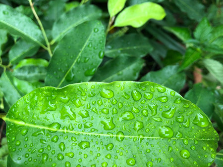 Green leaves with rain drop.