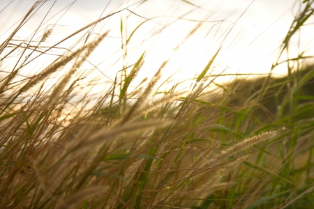 Yellow grasses on summer day,golden meadowの写真素材