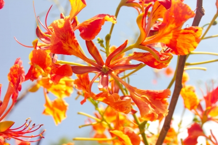 Pride of Barbados,orange fresh flowers on summerの写真素材