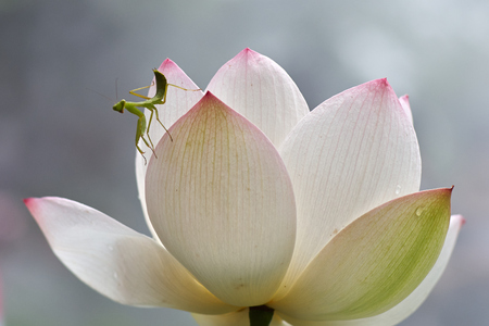 Mantis with lotusの写真素材