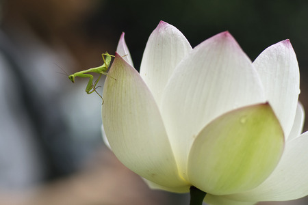 Mantis with lotusの写真素材