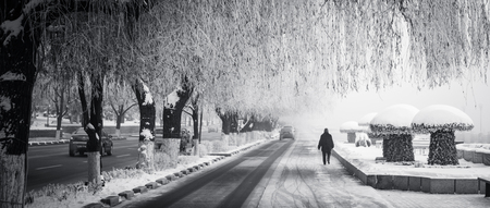Frozen trees in winterのeditorial素材