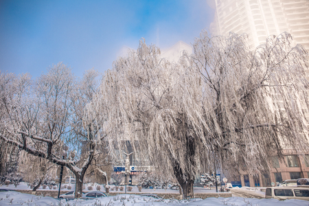 Frozen trees with buildings in the backgroundのeditorial素材