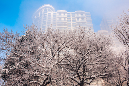 Frozen trees with buildings in the backgroundのeditorial素材