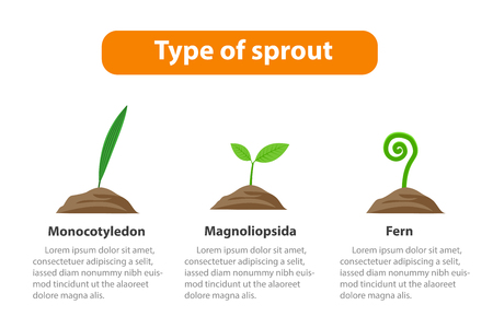 Type of sprout, Plant infographic, vector designのイラスト素材