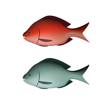 Fresh Silver and red fish in 3D vector designのイラスト素材