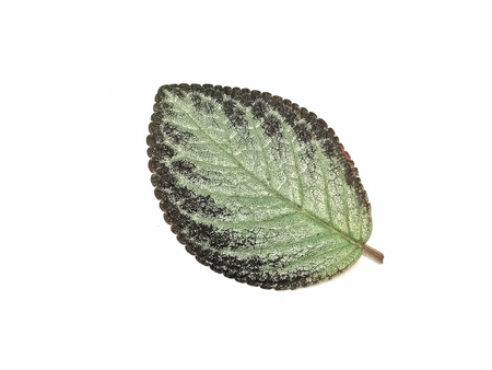 Episcia cupreata flowers foliage isolated on white backgroundの写真素材