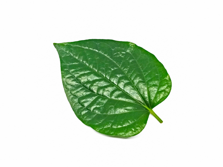 Wildbetal Leafbush foliage isolated on white backgroundの写真素材