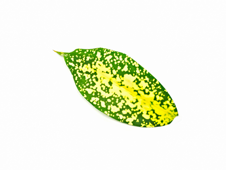 Gold dust dracaena foliage isolated on white backgroundの写真素材