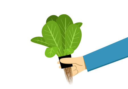 Farmer show hydroponics vegetable on white, vector artのイラスト素材
