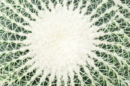 Closeup large white green cactus as backgroundの写真素材