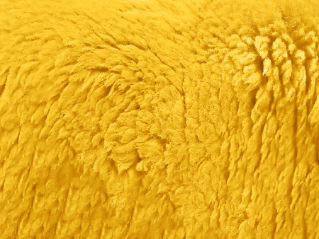 Golden Sheep fur for texture and backgroundの写真素材