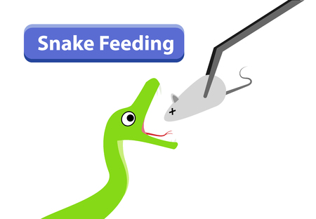 Green Snake feeding with raw rat in vector art designのイラスト素材