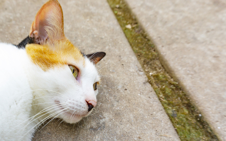 Sleepy cat with white brown fur on concrete floorの写真素材