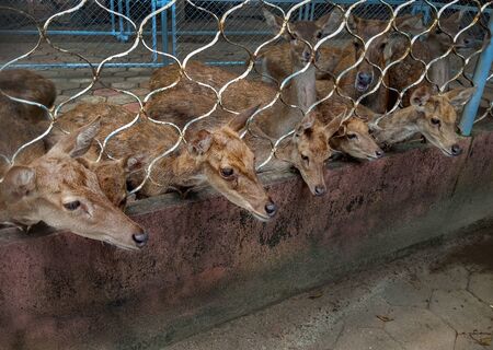 Group of young deer  in cage for feedingの写真素材