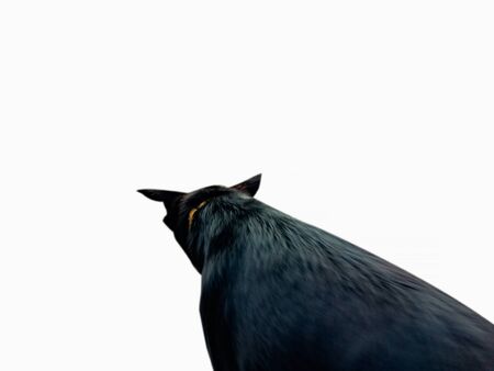 POV of black dog isolated on whiteの写真素材