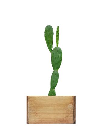 Isolated green cactus in plant pot, Front viewの写真素材