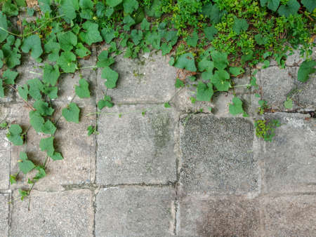 Gray brickwall background with many green leafの写真素材