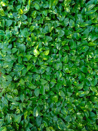 Many Green leaf background for texture