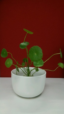 Indoor plantの素材