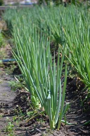 Spring onion plantationの写真素材