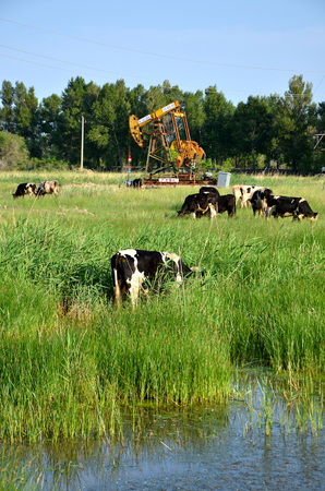 Cows grazing beside an oil derrick pumpのeditorial素材