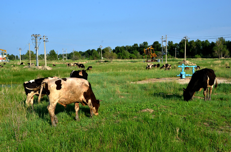 Cows grazing beside an oil derrick pumpのeditorial素材