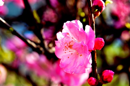 Close-up of pink blossomsの写真素材