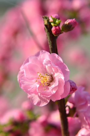 Close-up of pink blossomsの写真素材