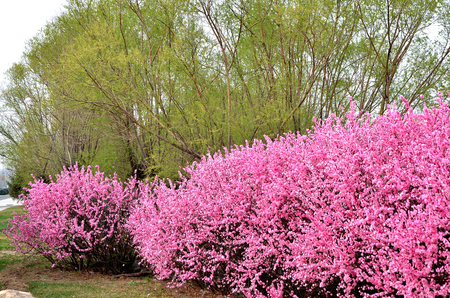 Flower bushes in a parkの写真素材