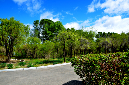Road through a parkの写真素材