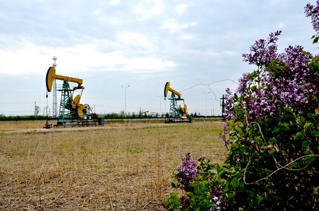 Flowers overlooking oil pump jack machinesの写真素材
