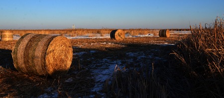 Snow grass reeds in Chinaの写真素材