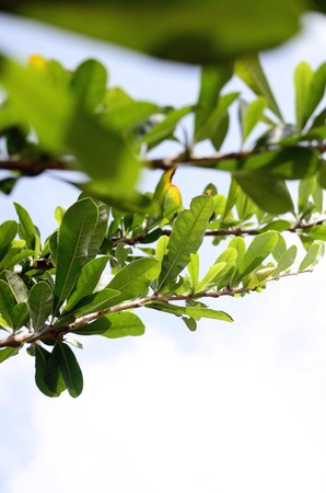 Green Leaves Natureの写真素材