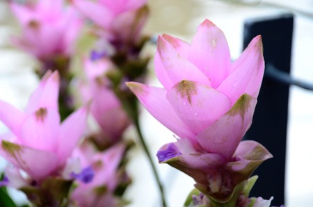 Purple siam tulip flowersの写真素材