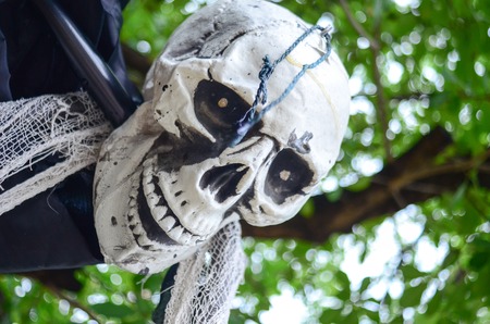 Halloween Skeleton hanging from a treeの写真素材