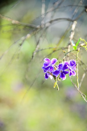 Purple flowers on beautiful bokeh backgroundの写真素材