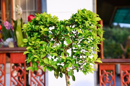 Green heart-shaped treeの写真素材