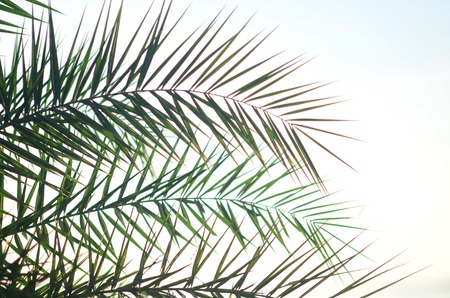 Palm leaf the sun and blue backgroundの写真素材