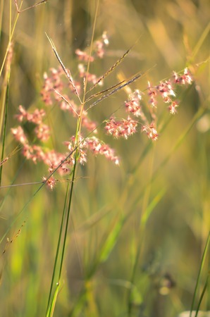 flower grass at relax morning timeの写真素材